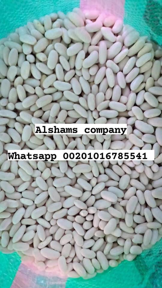 Product image - We are Alshams company for general import and export from egypt.🇪🇬
We can supply all kinds of agricultural products with high quality and best price
Now will offer ✨white beans ✨
For more information contact With us💥
Whatsapp : 00201016785541
Email : alshams.info@yahoo.com
And visit our website :www.alshamsexporting.com
Sales manager
Mrs / donia mostafa
